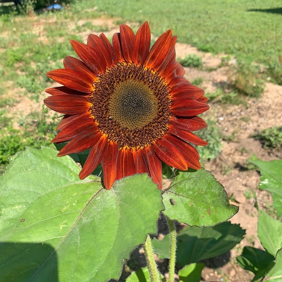 Meet your Posher, Jenelle - Picture 1 of 1